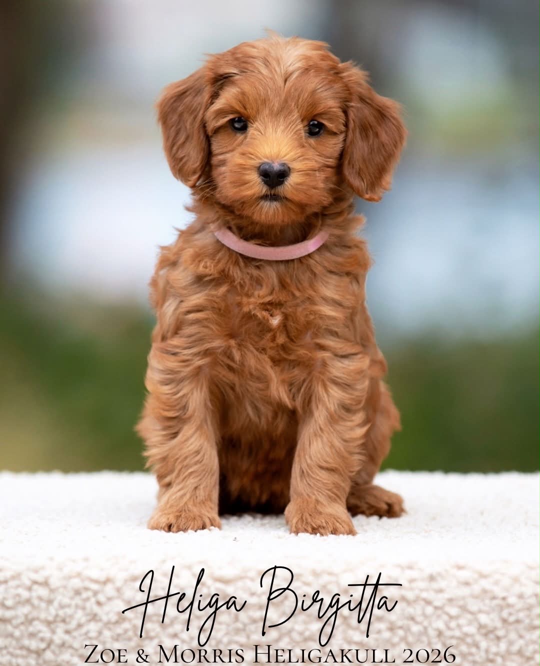 Heliga Gloria och Heliga Birgitta, röda Australian Labradoodle-valpar