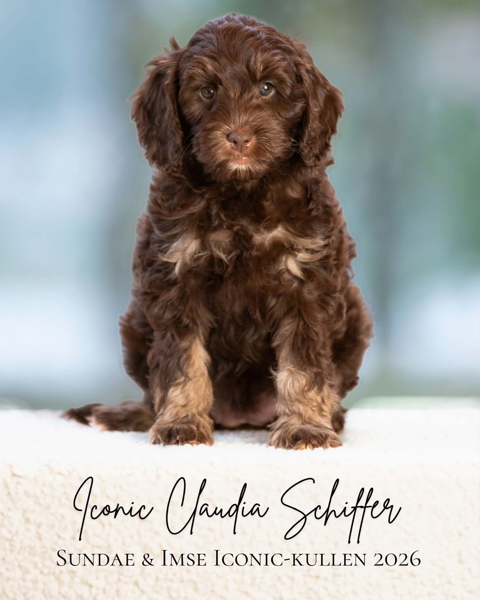 Iconic Claudia Schiffer, brun Australian Labradoodle-valp